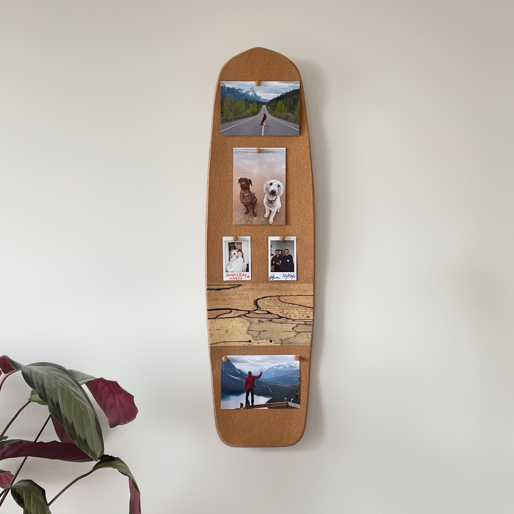Skateboard Notice Board - Spalted Beech